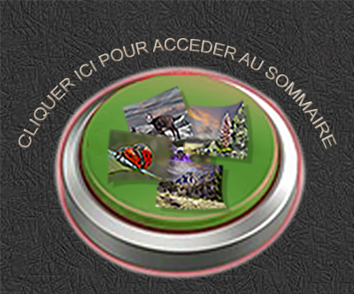 BOUTON